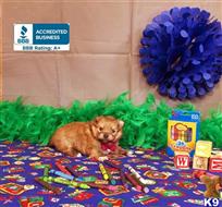 pomeranian puppy posted by Rhonda Wallace